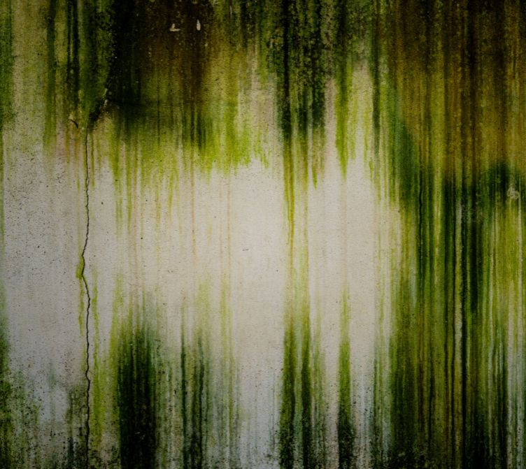 Can algae growth on rendered walls pose a health hazard